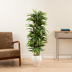 130cm Slimline Bamboo tree in Dimpled Ceramic Pot