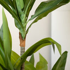 90cm Real Touch Draceana Tree