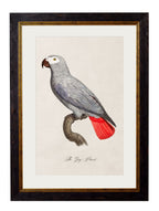 C.1800's Collection of Parrots - set of 16 - The Weird & Wonderful