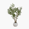 Extra Large Olive Tree in Pot