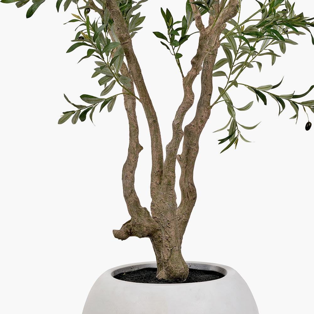 Extra Large Olive Tree in Pot