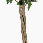 Medium Bay Tree in Pot