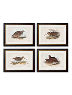 c.1837's British Game Birds