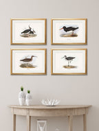 c.1837's British Coastal Birds