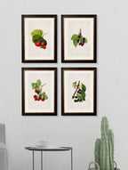 c.1886 Study of Berries & Cherries