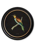 c.1870 Kingfisher and Bee Eater - Black