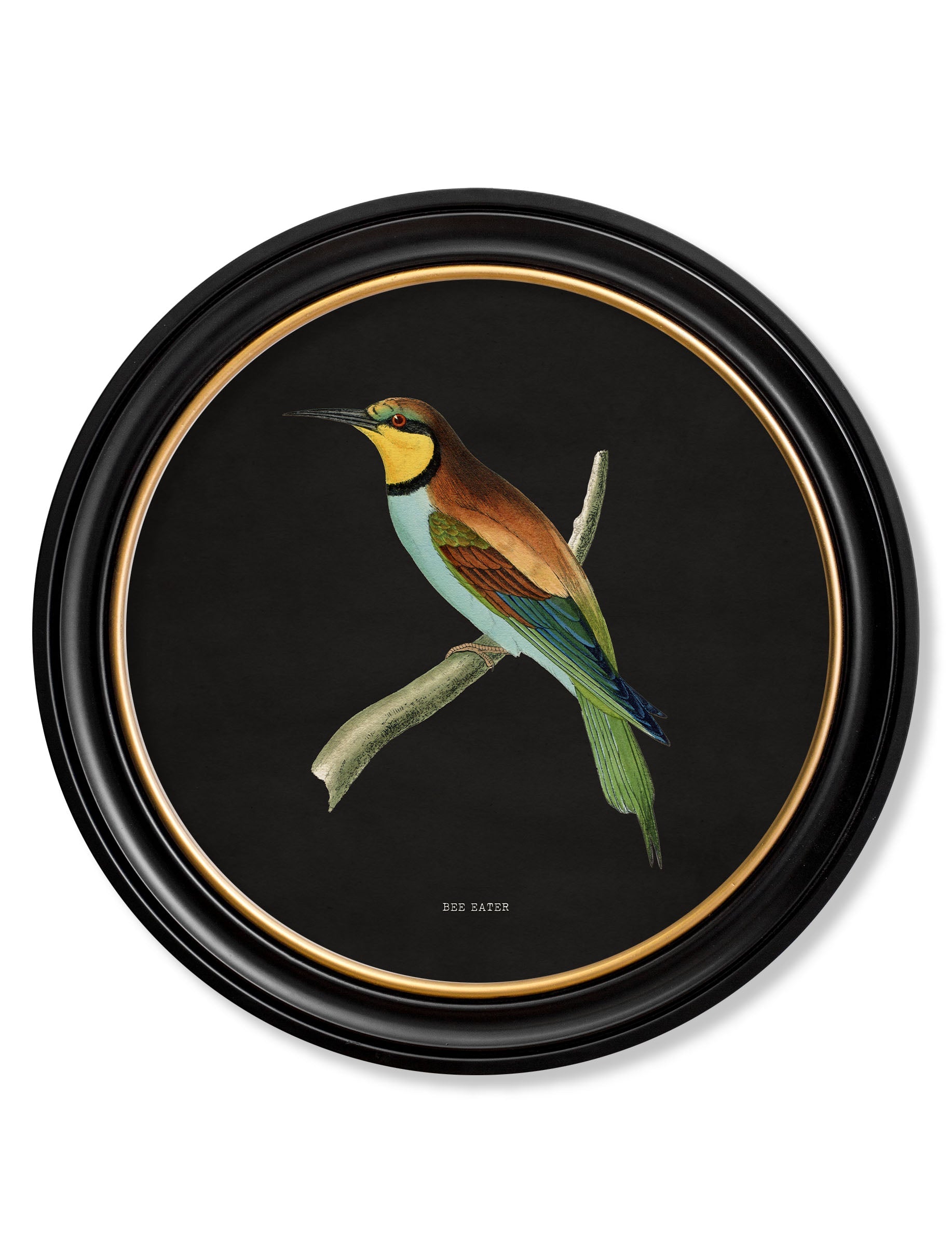 c.1870 Kingfisher and Bee Eater - Black