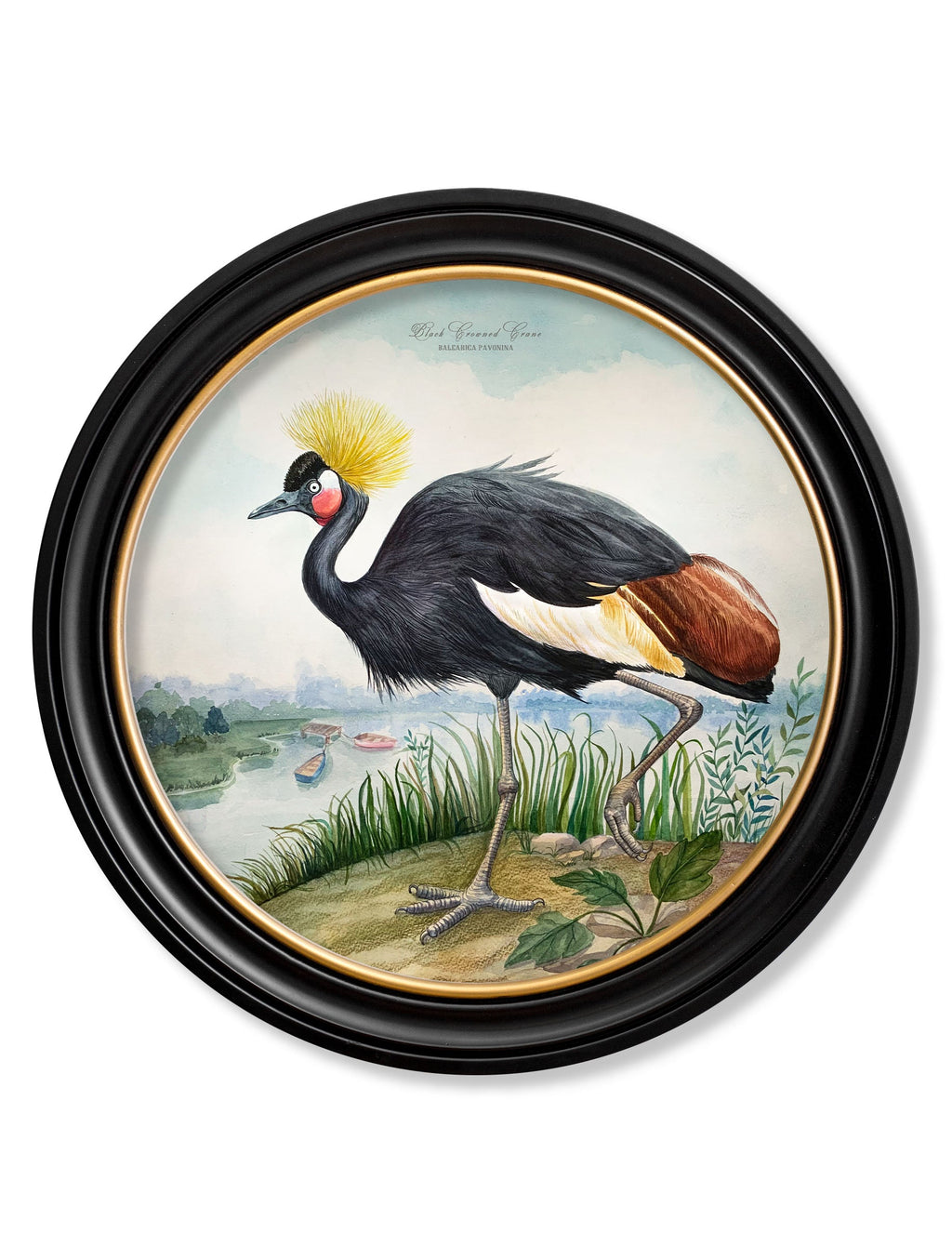 Audubon Style Cranes in Round Frames
