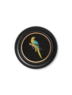 C.1884 Collection of Macaws in Round Frames - Black
