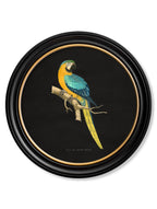 C.1884 Collection of Macaws in Round Frames - Black