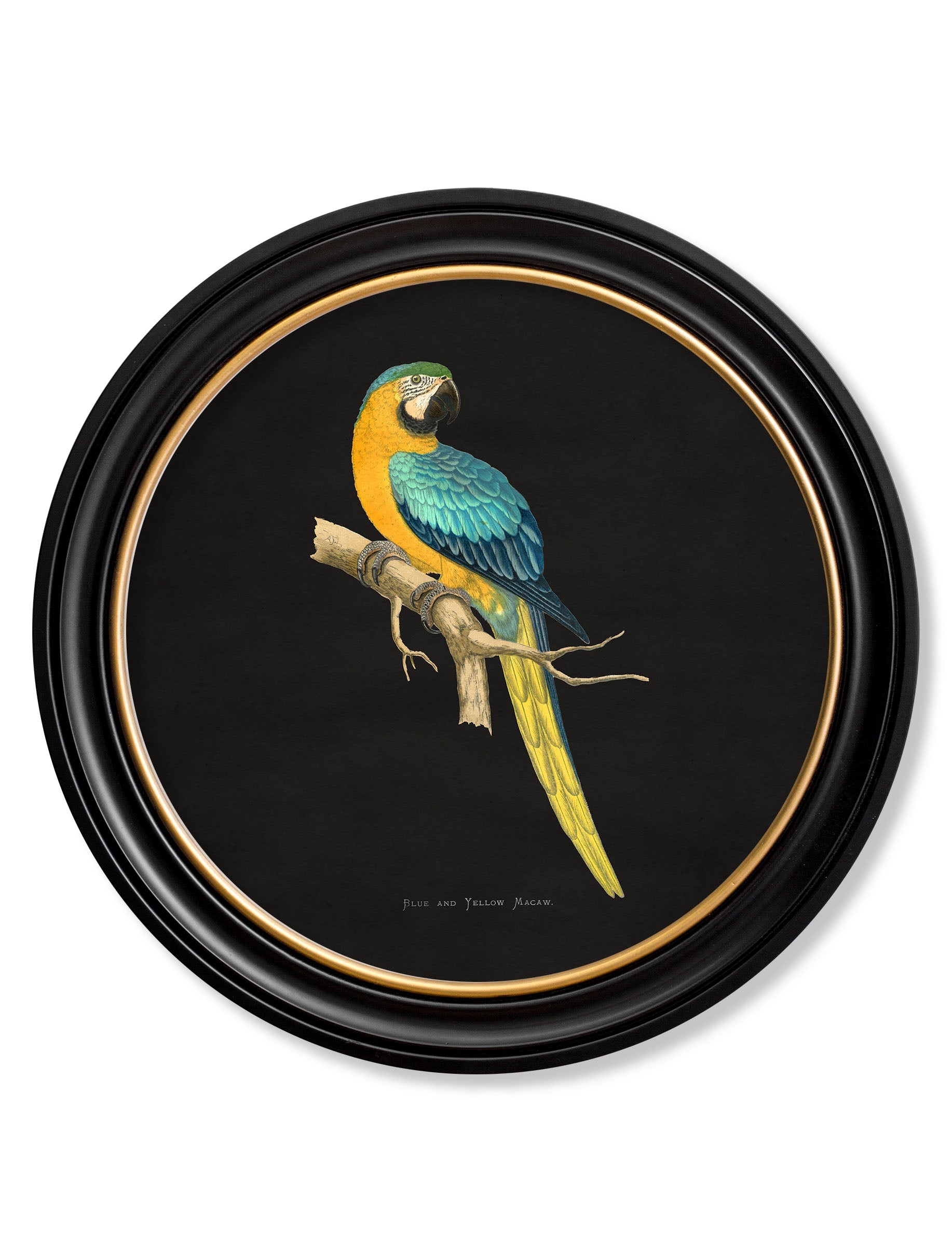 C.1884 Collection of Macaws in Round Frames - Black