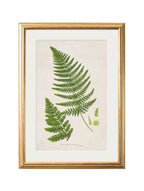 Collection of 6 Ferns