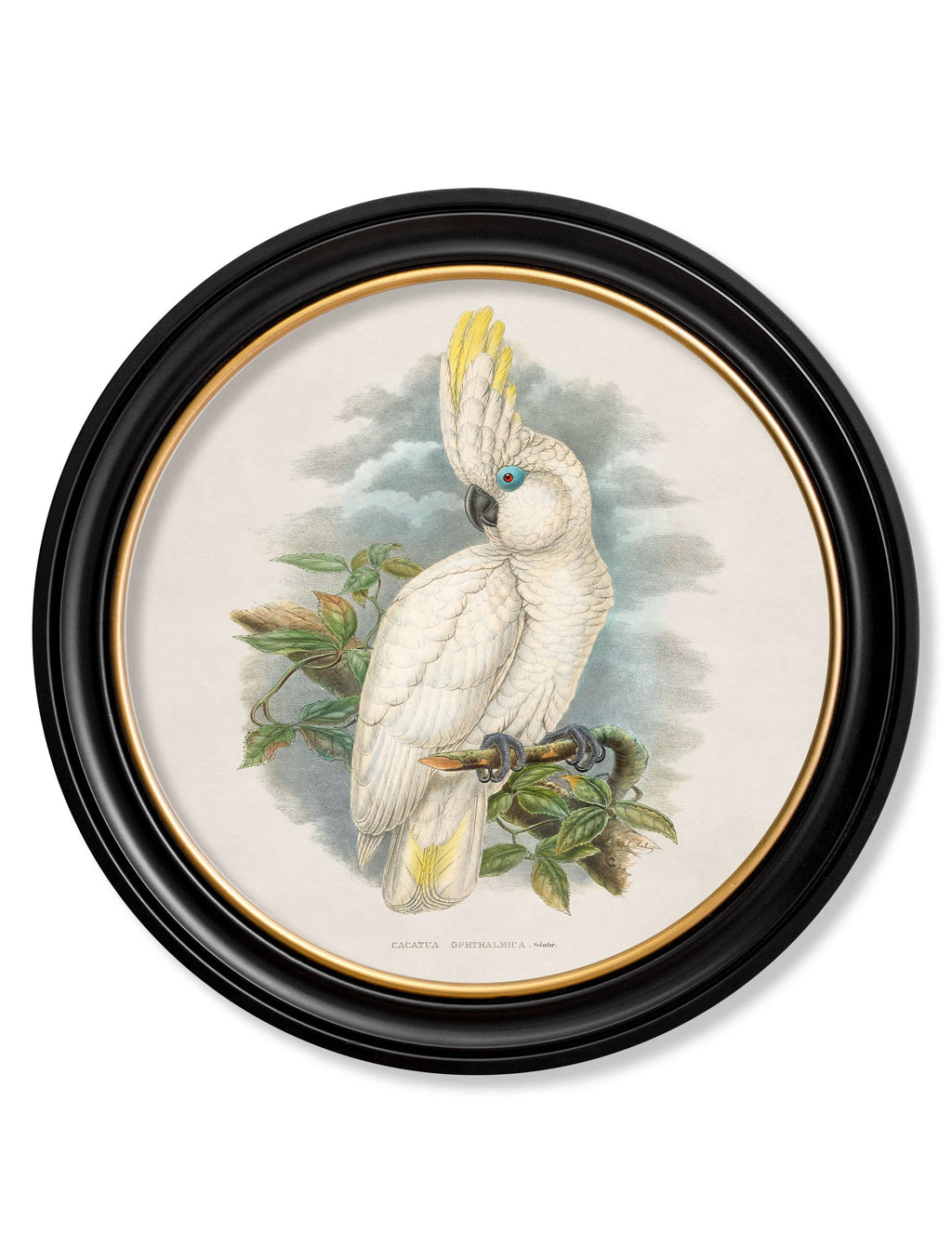 c.1875 Cockatoos - Round Frames