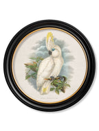 c.1875 Cockatoos - Round Frames