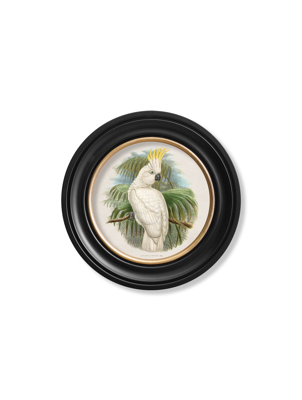 c.1875 Cockatoos - Round Frames