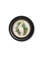 c.1875 Cockatoos - Round Frames