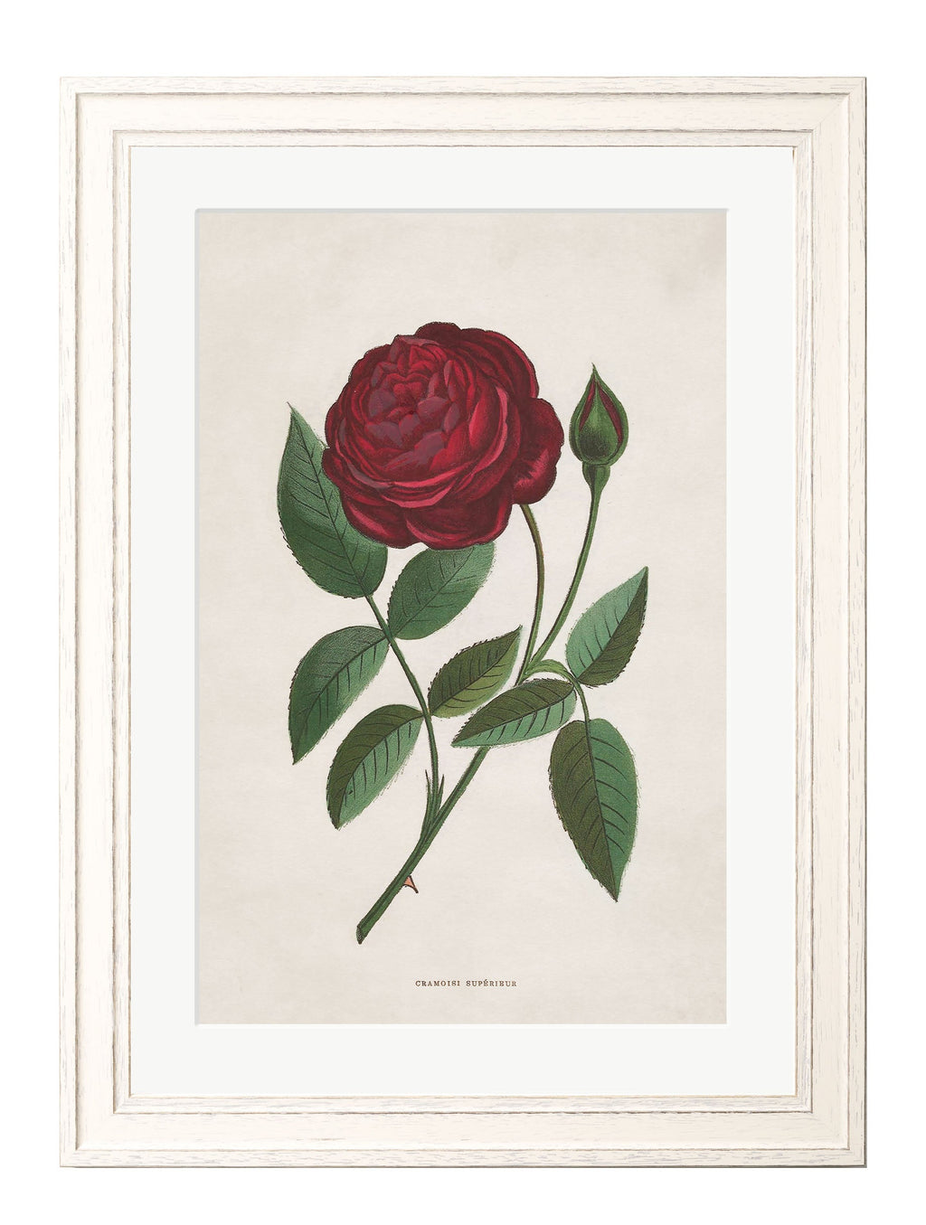 Rose Floral Illustrations