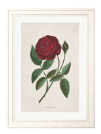 Rose Floral Illustrations