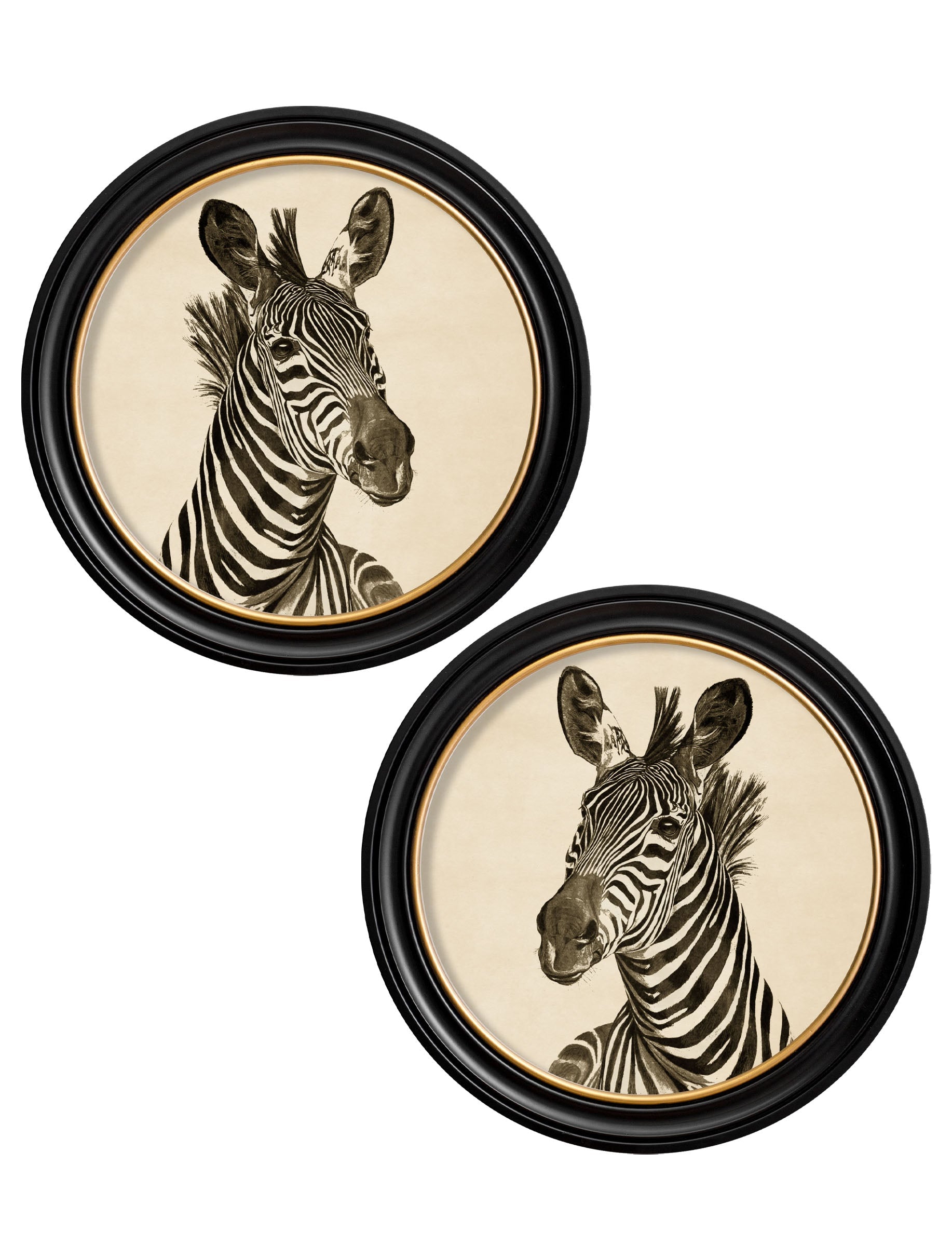 c1890 Zebra Illustrations in Round Frame - Dark