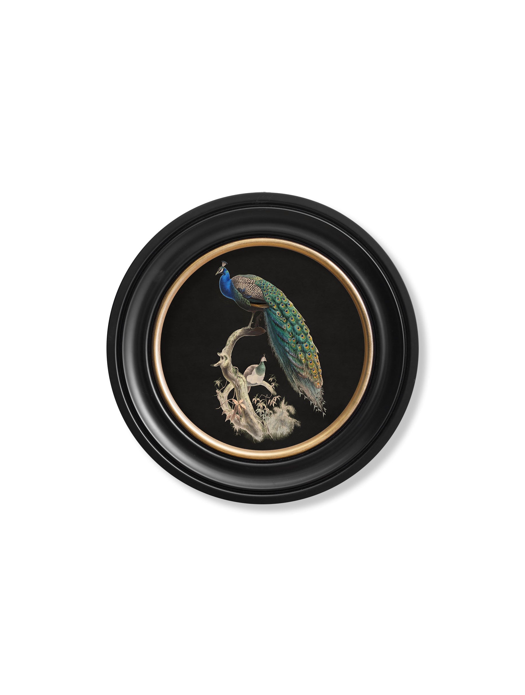 c.1847 Peacocks in Round Frames - Dark