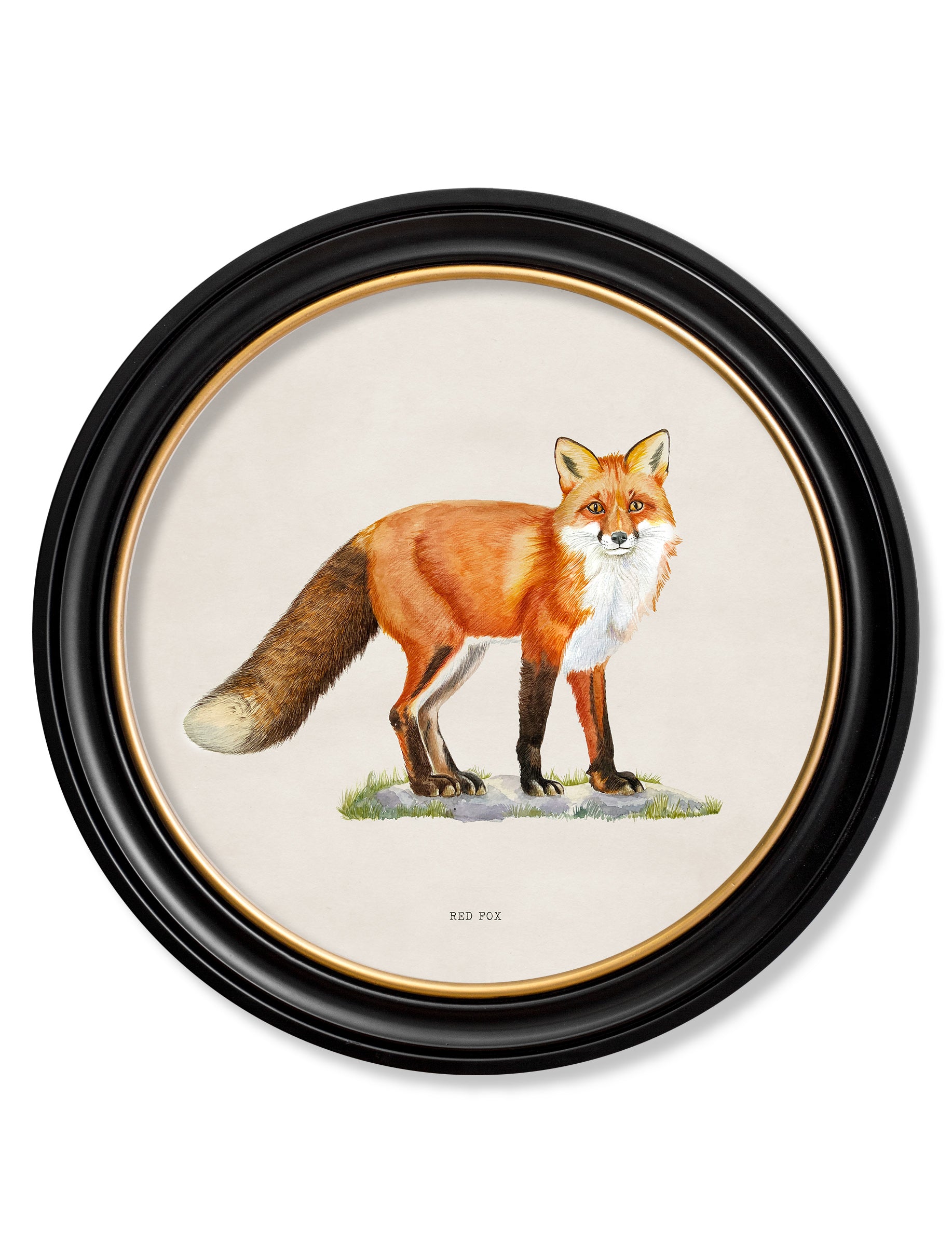Red Fox - Round Frame – Furniture Edit