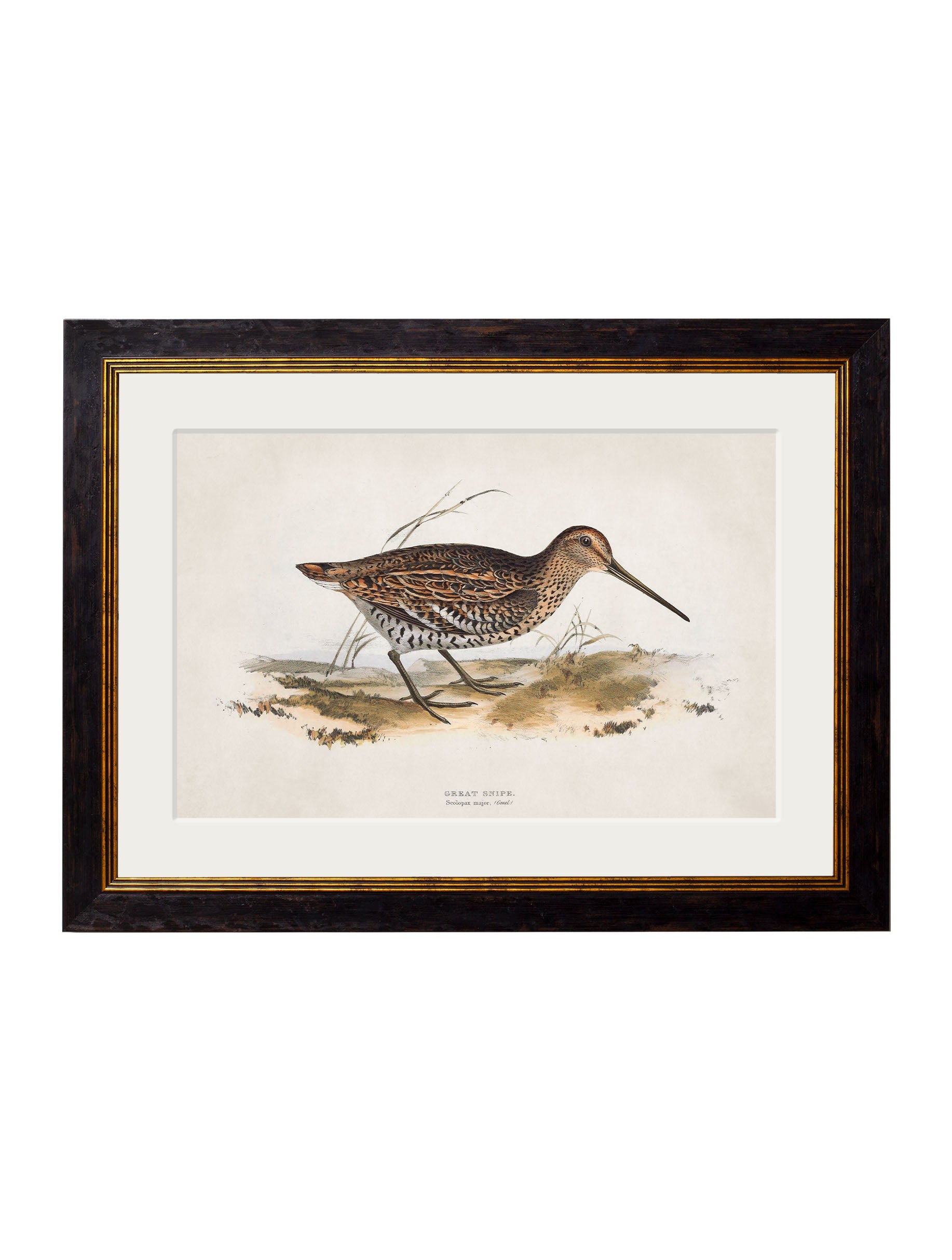 c.1837's British Game Birds