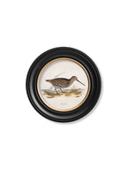 c.1837's British Game Birds - Round