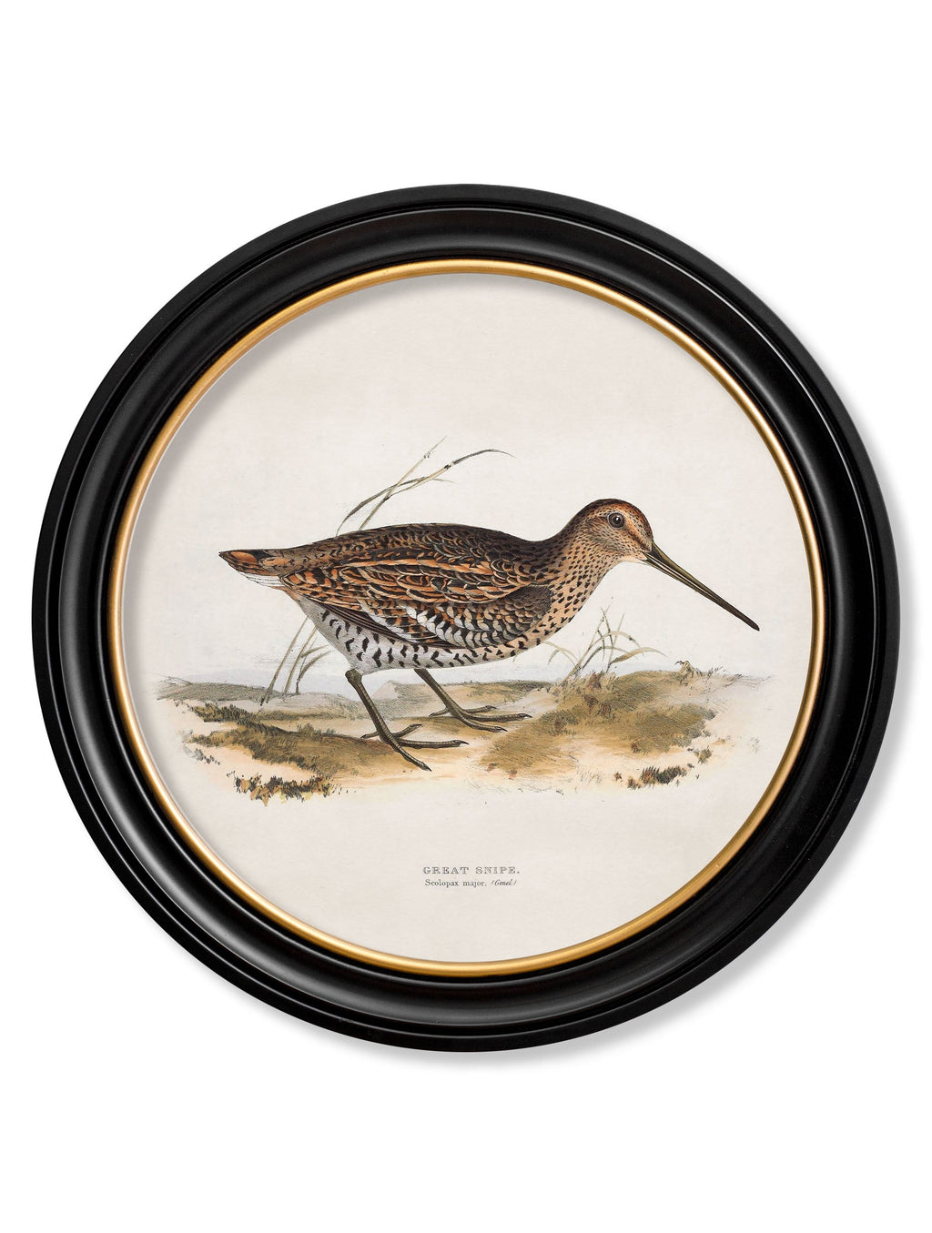 c.1837's British Game Birds - Round