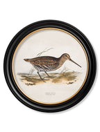 c.1837's British Game Birds - Round
