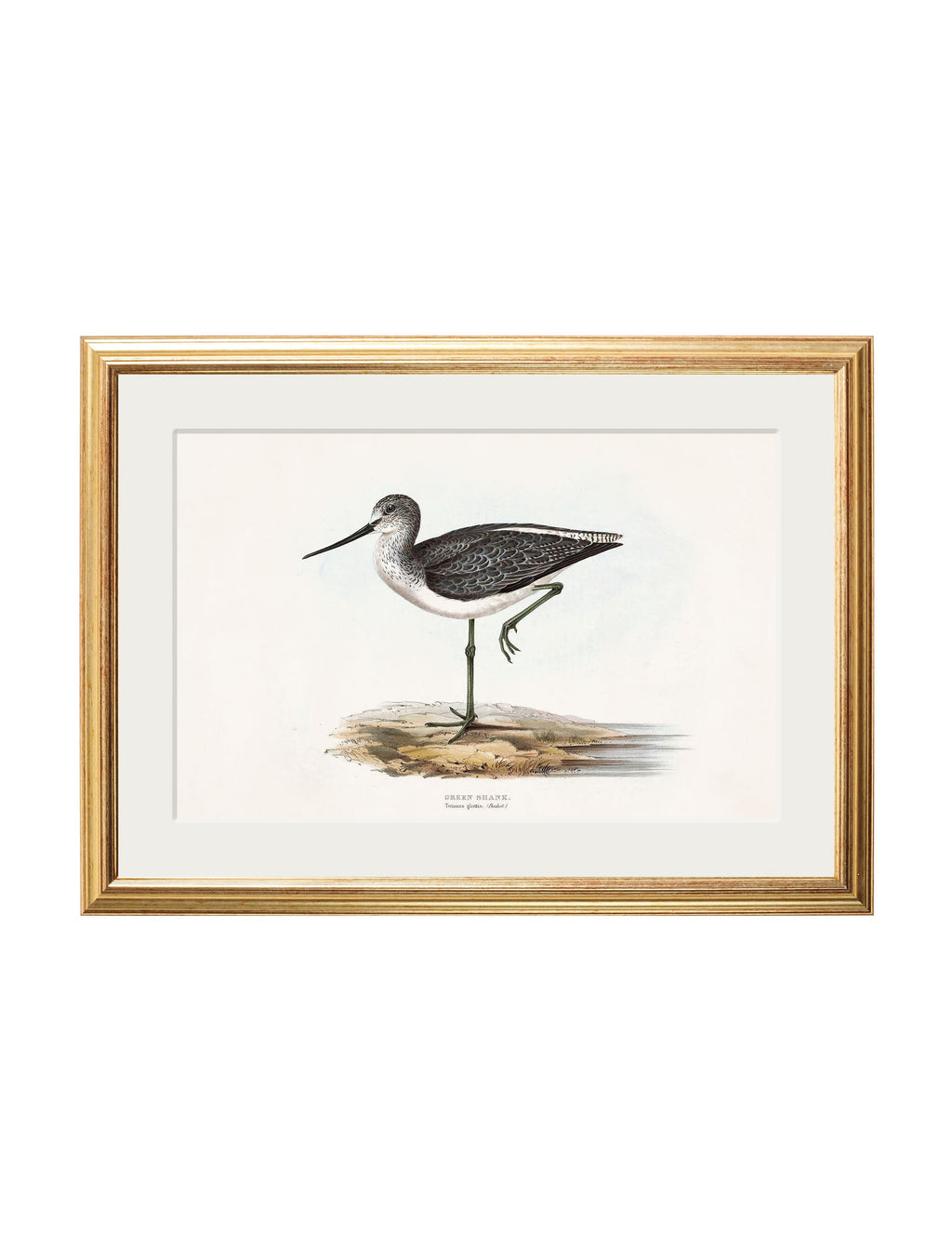 c.1837's British Coastal Birds