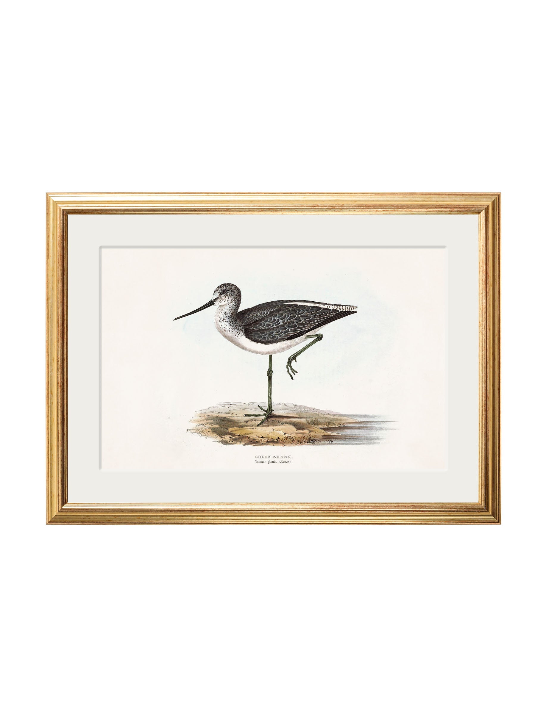c.1837's British Coastal Birds