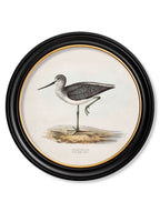 c.1837's British Coastal Birds - Round