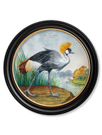 Audubon Style Cranes in Round Frames