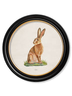Hare - Round Frame