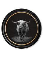 Wildlife Photography - Highland Cow - Round Frame