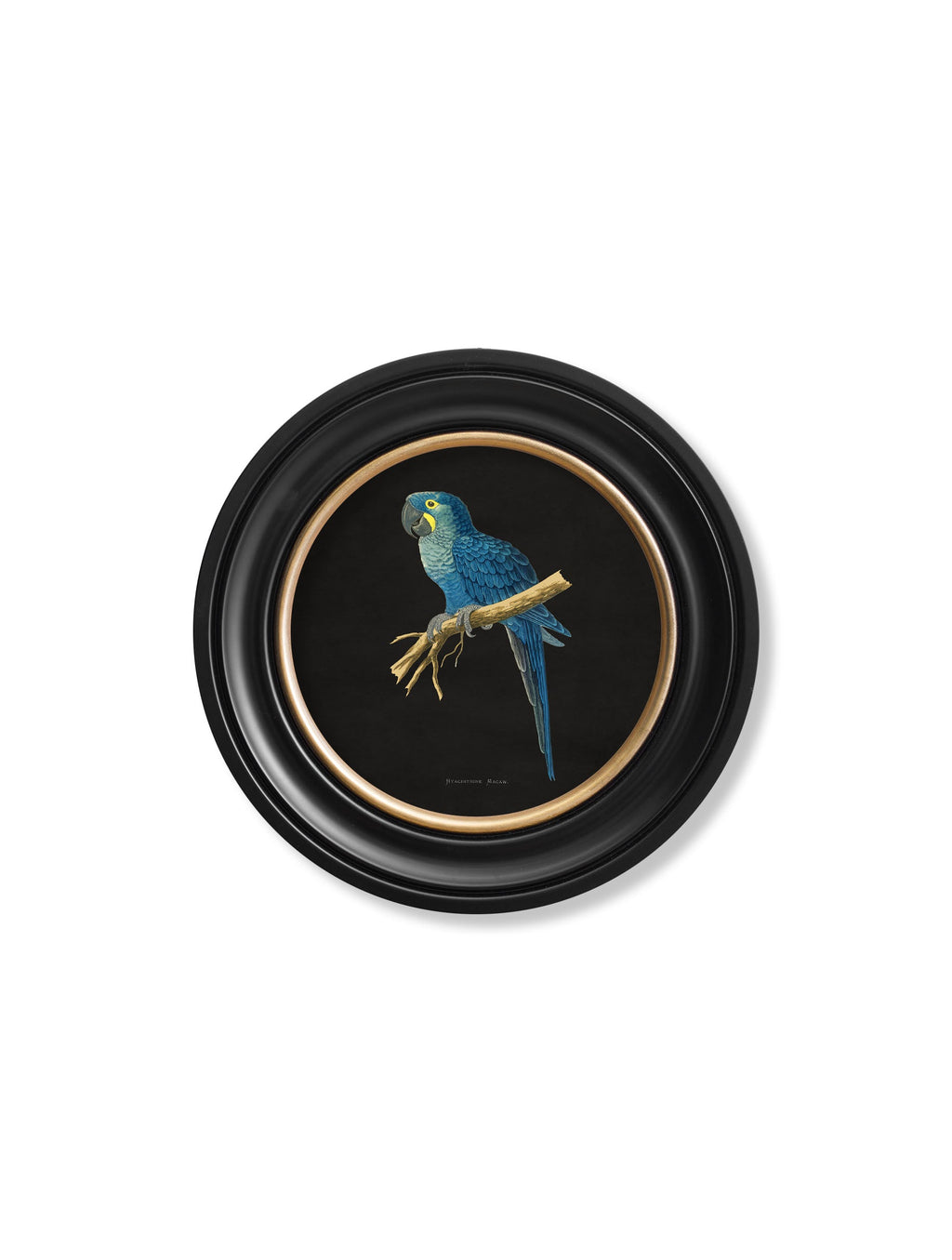 C.1884 Collection of Macaws in Round Frames - Black