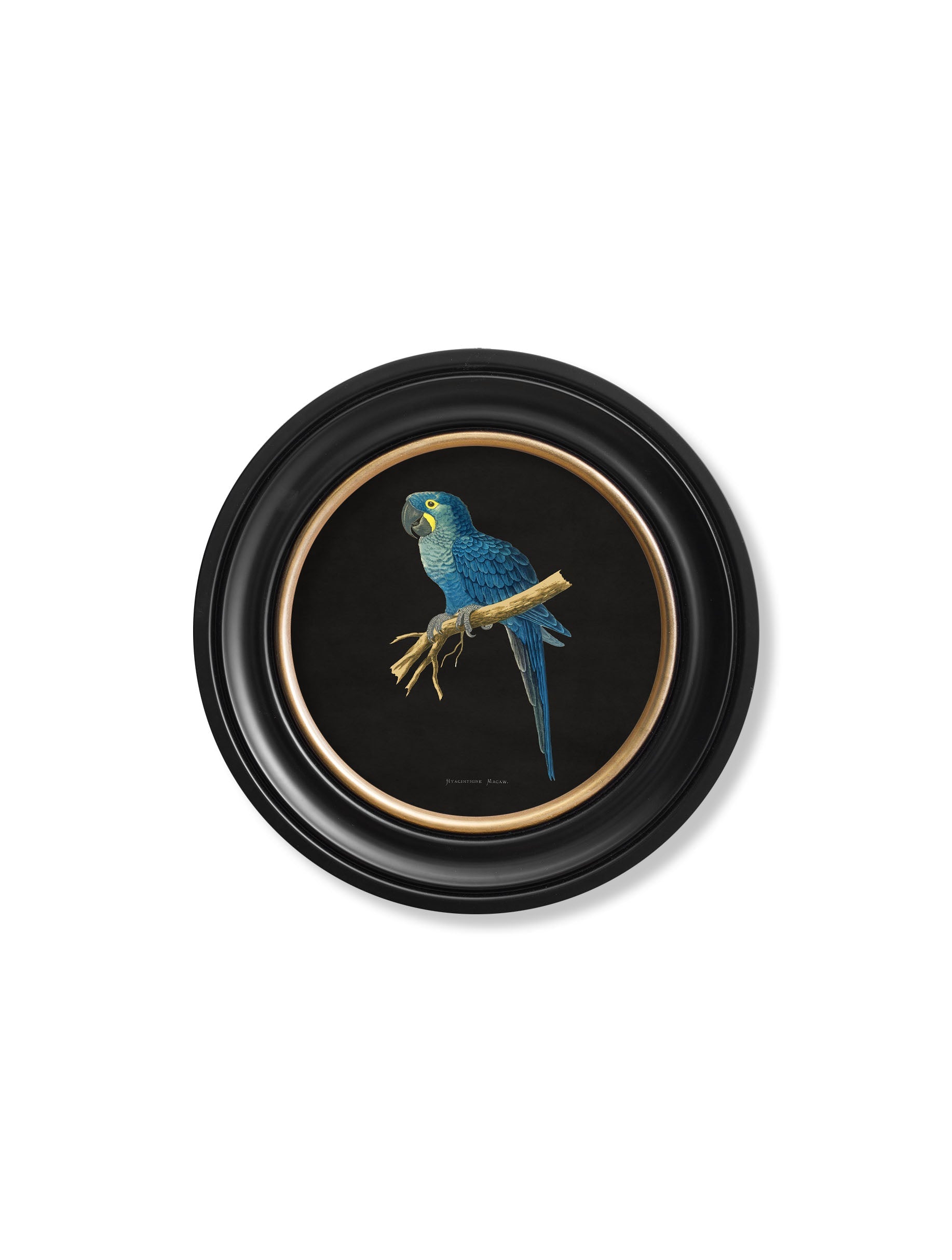 C.1884 Collection of Macaws in Round Frames - Black