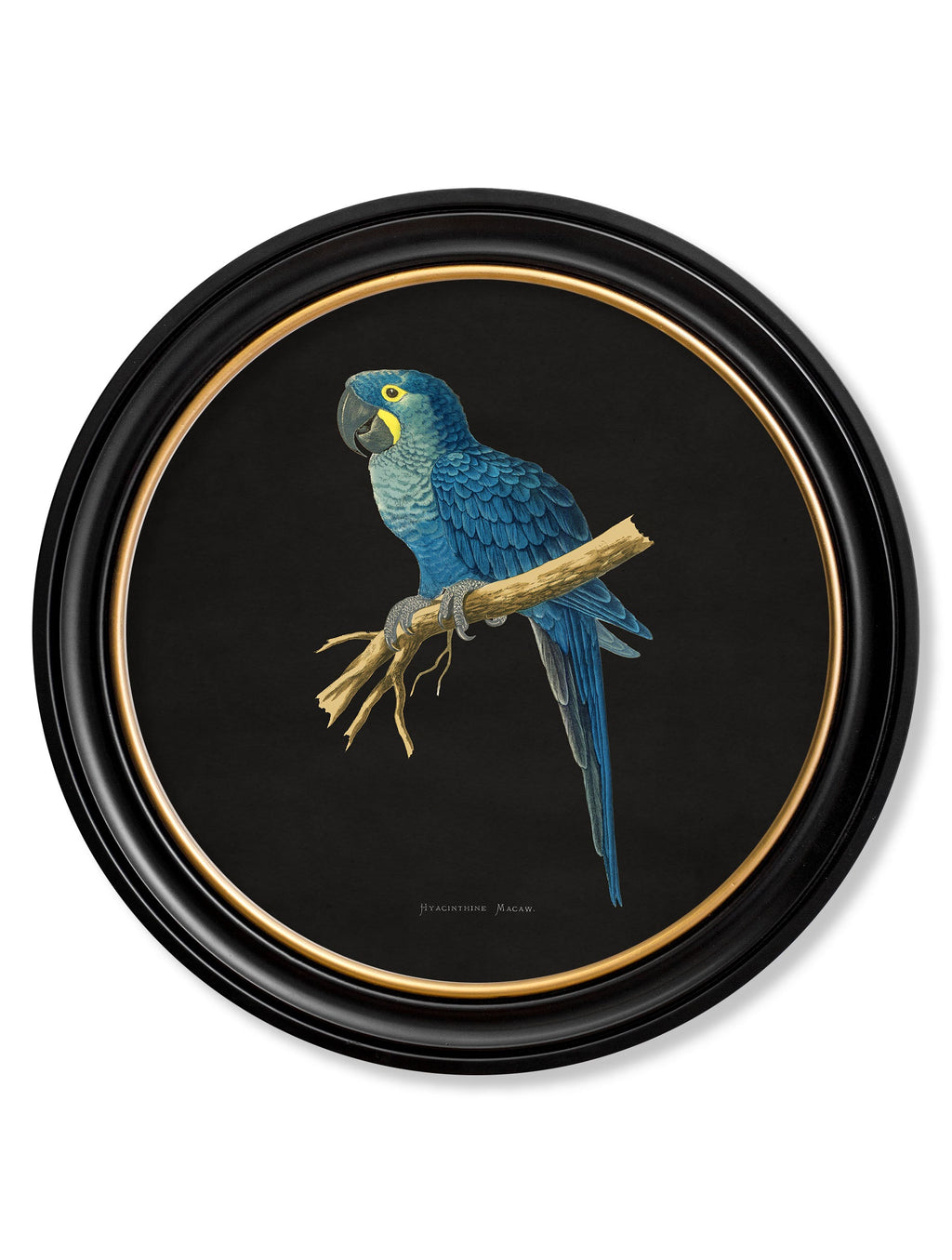 C.1884 Collection of Macaws in Round Frames - Black