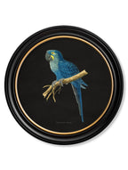 C.1884 Collection of Macaws in Round Frames - Black