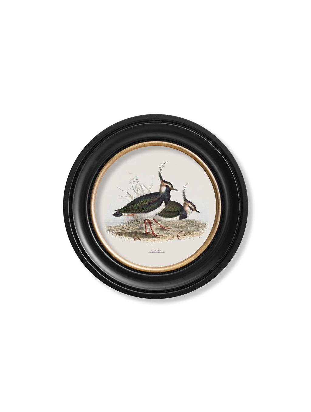 c.1837's British Coastal Birds - Round