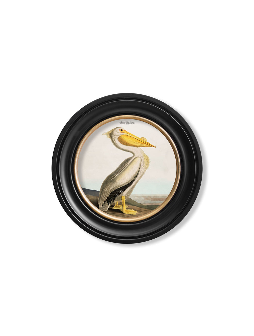 c.1838 Audubon's Pelican - Light - Round Frame