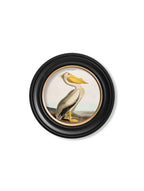 c.1838 Audubon's Pelican - Light - Round Frame