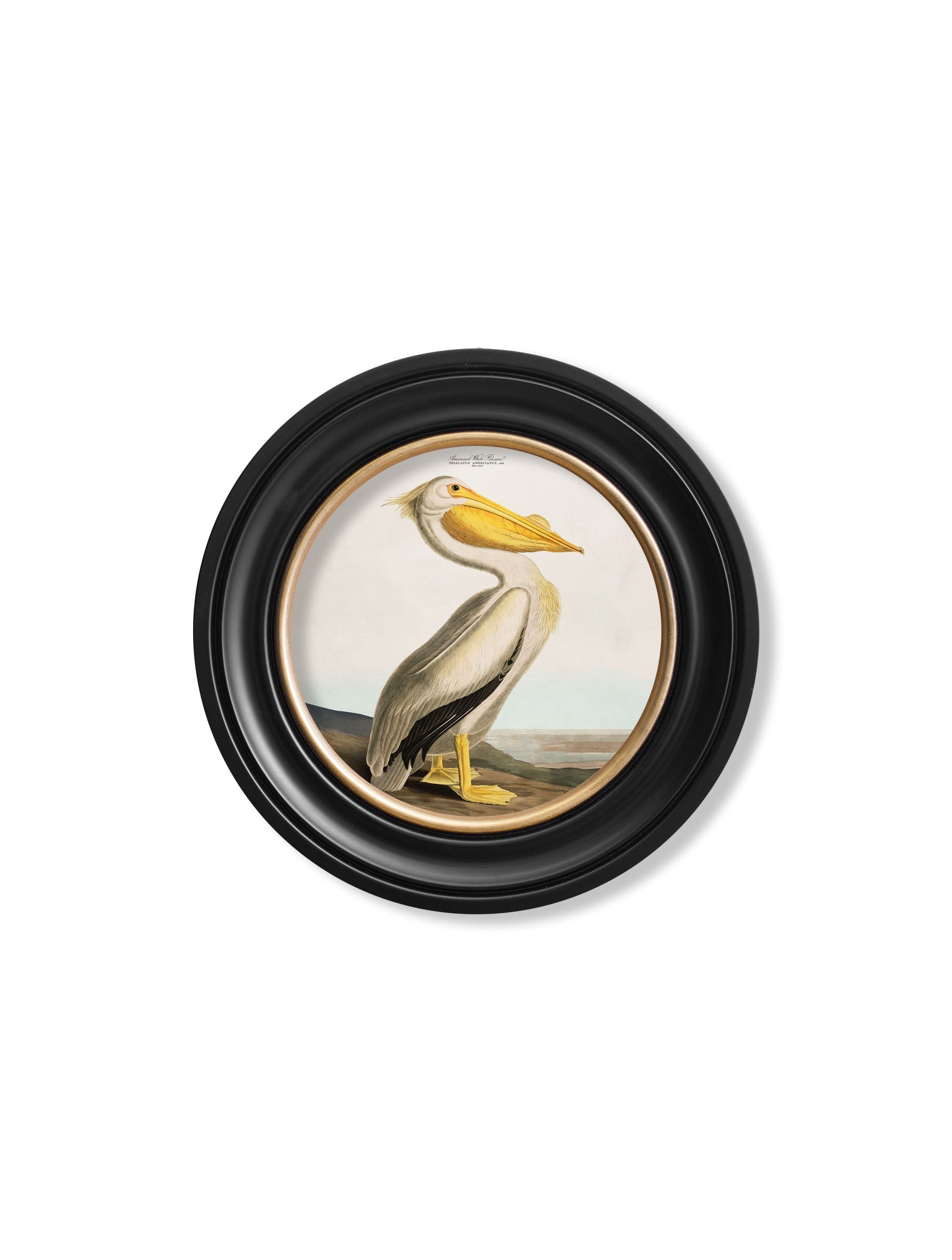 c.1838 Audubon's Pelican - Light - Round Frame
