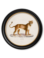 c.1800s Lion & Lioness - Round Frames
