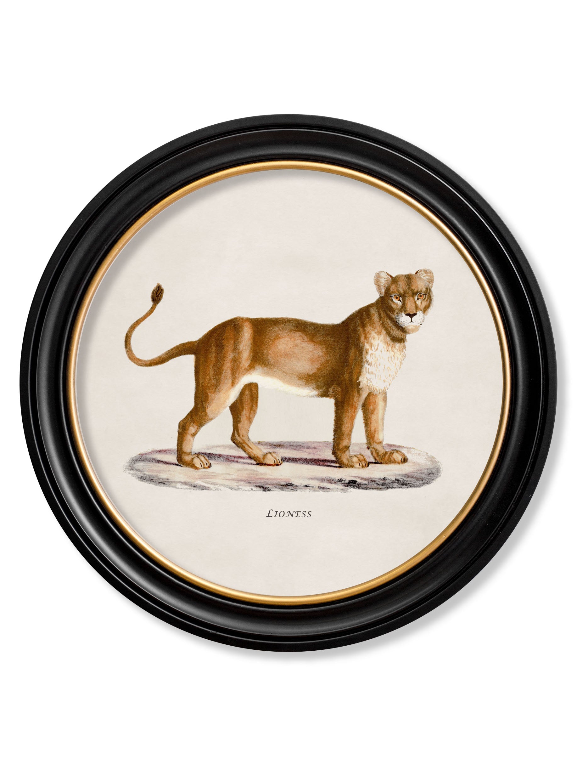 c.1800s Lion & Lioness - Round Frames