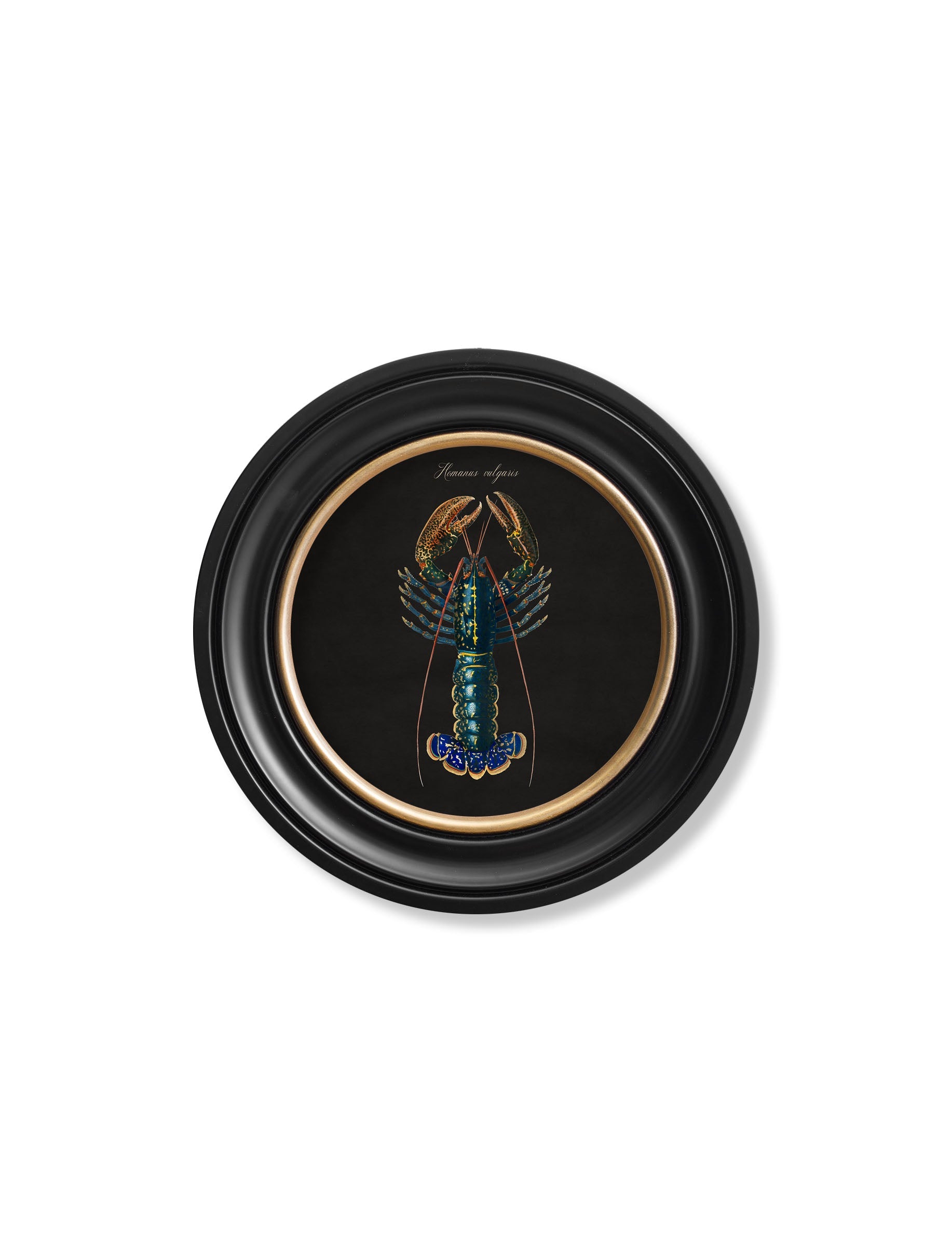 C.1876 Marine Animals in Round Frames - Black