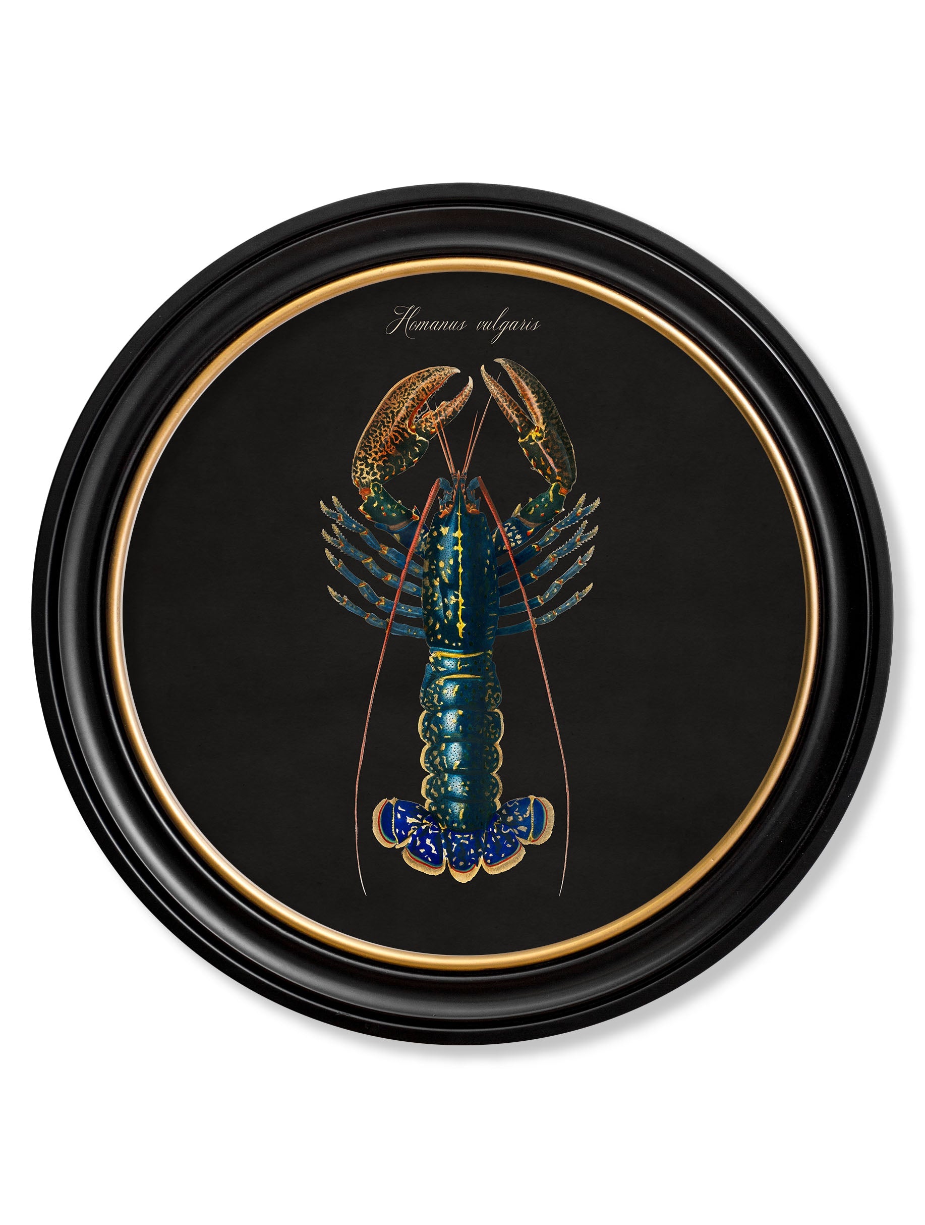 C.1876 Marine Animals in Round Frames - Black