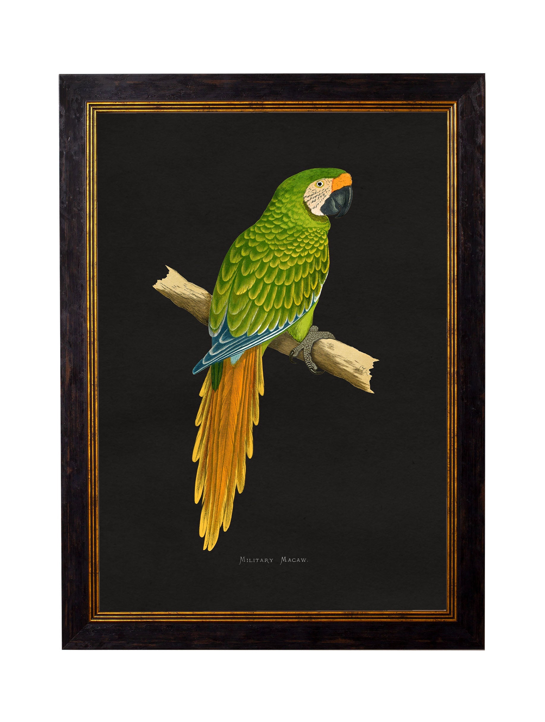 c.1884 Macaws - Dark Background