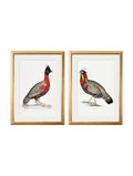 c.1800's Black Headed Pheasants
