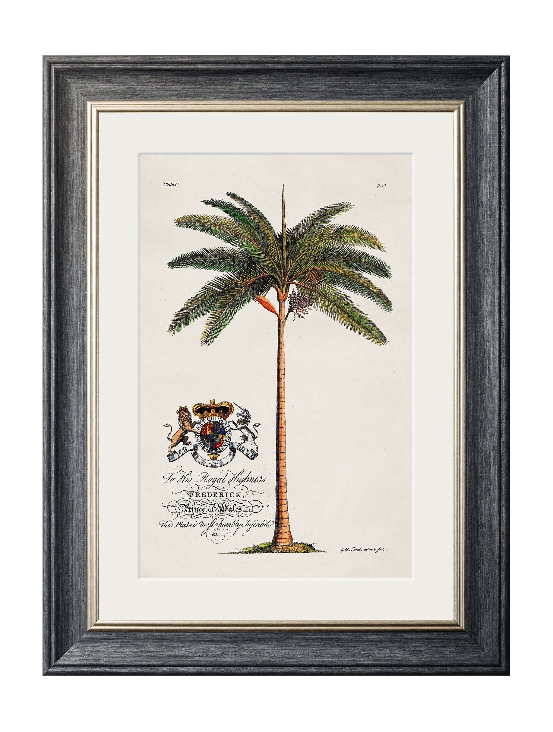 Studies of Palms
